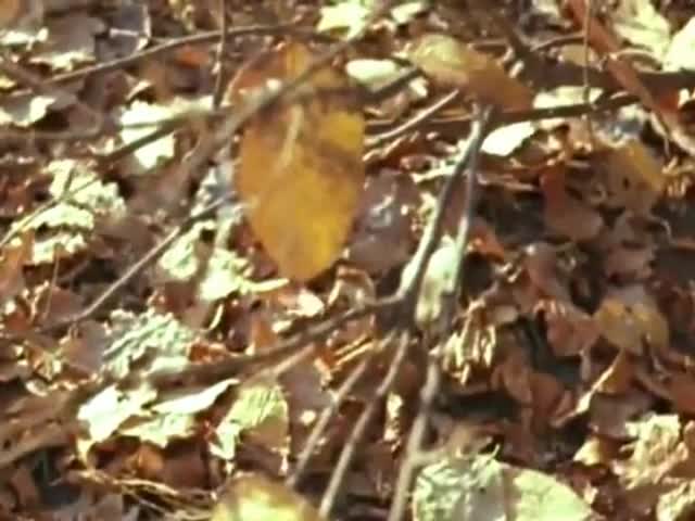 Геннадий Каменный Листья осенние