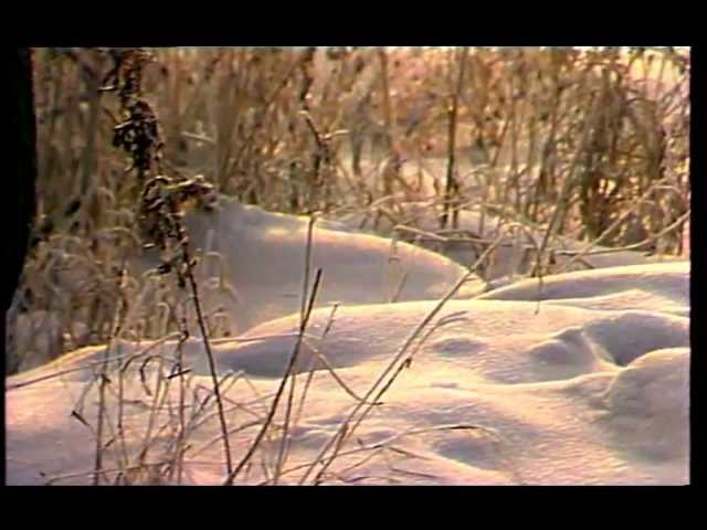 Виктория Иванова В зимнем лесу