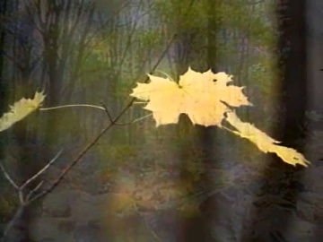 Майя Кристалинская Листья клёнов