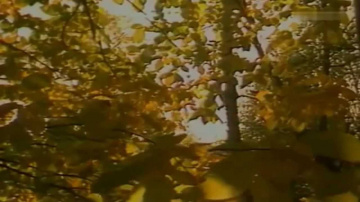 Вера Красовицкая Осенние листья