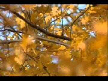 Светлана Резанова Засыпят листья